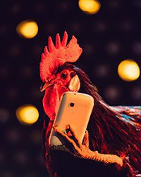 Red Bull Batalla de los Gallos