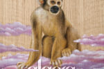 algora