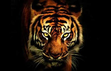 eye of the tiger