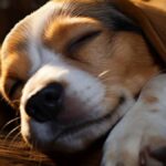 música relajante para perros